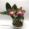 Blc. Durigan Aphrodite
